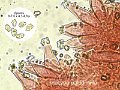 Inocybe paludinella-amf1027-micro
